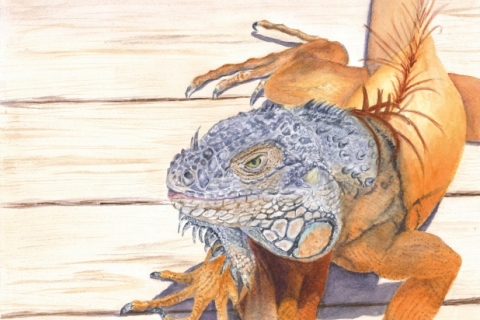 Iguana