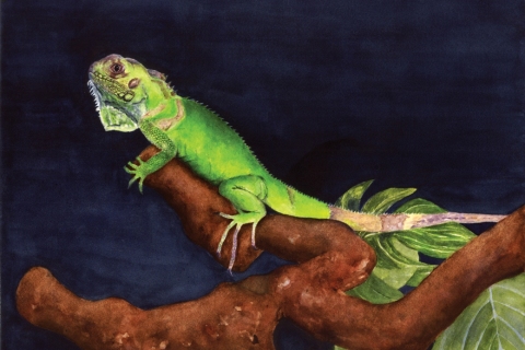 Iguana