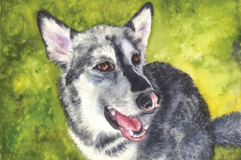 Pet Portrait WC #77838