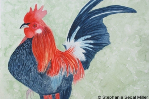13-Rooster