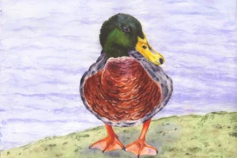 72046 Duck 1 WC SSM original sm