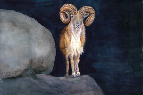 72053 Urial WC SSM original sm