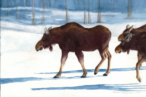 72054 Moose 1 WC SSM original sm