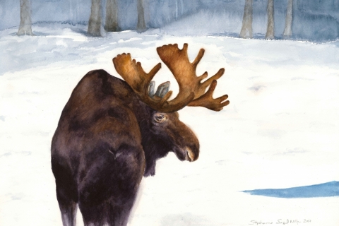 72055 Moose 2 WC SSM original sm