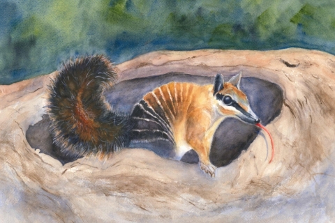 72063-Numbat-small