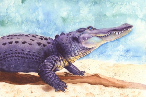 Alligator-WC-SSM-77835