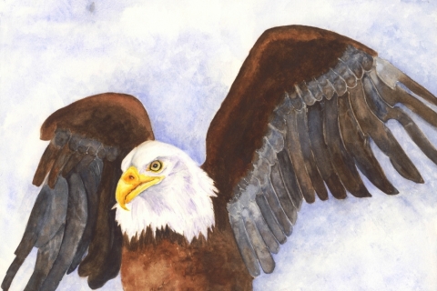 Bald-Eagle-Minnesota-SSM-77830