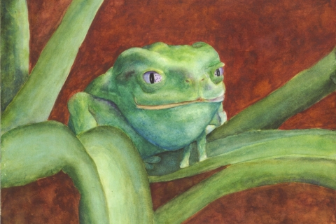 Buddah-Tree-Frog-SSM-77833