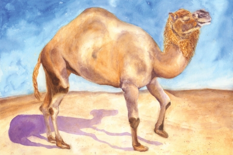 Camel Cape May Zoo 12x16 watercolor