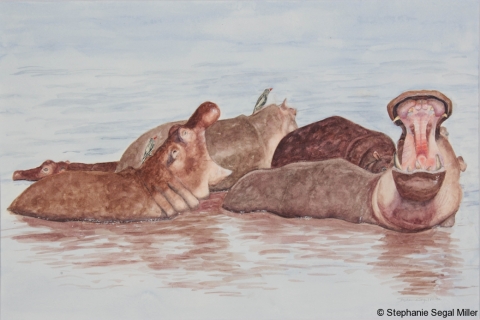 Hippos Tanzania watercolor