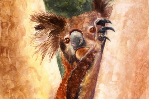 Koala-Australia-SSM-77827-