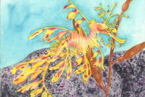 Leafy-Sea-Dragon-SSM-77829