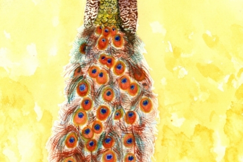 Peacock-Minnesota-WC-SSM77824