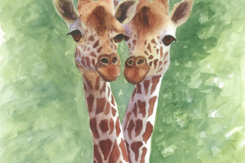 Giraffes watercolor