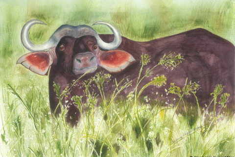 Water buffalo South Africa