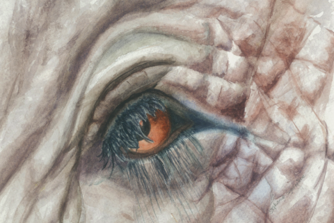 Elephant Eye Thailand watercolor