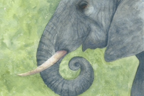 Elephant watercolor SSM