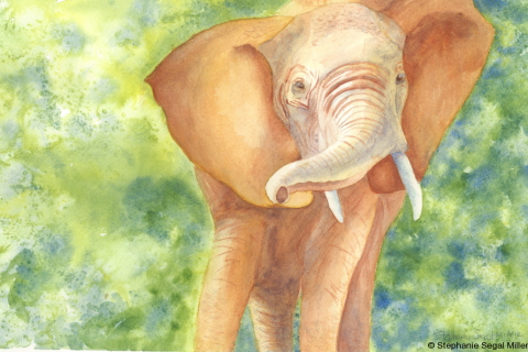 Elephant Tanzania watercolor 12x16