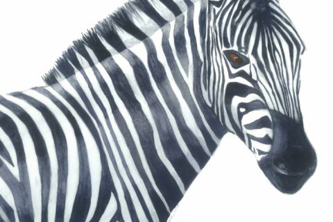 Zebra South Africa watercolor