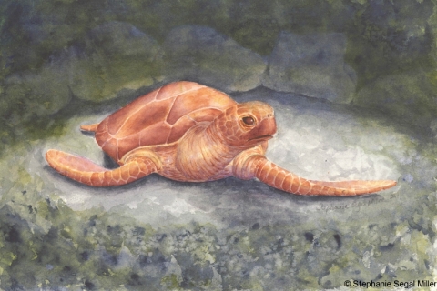 Turtle-Camden-AquariumWC-77822