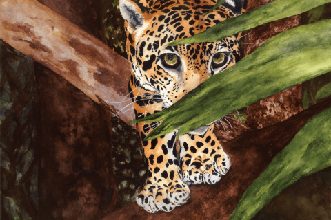 jaguar