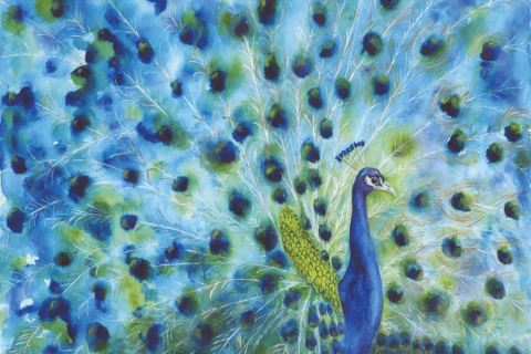 peacock-bright