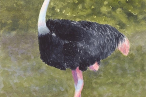 Ostrich Bali 16x12watercolor